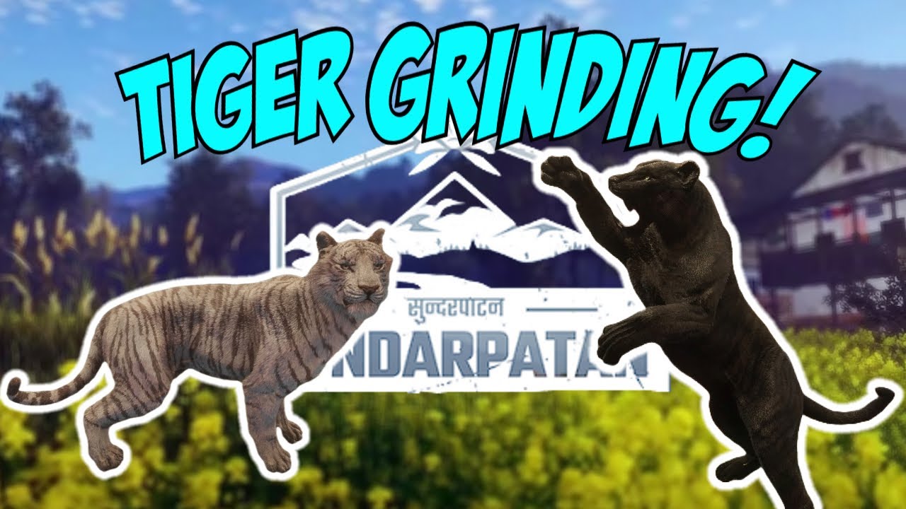 Grinding TIGERS On SUNDARPATAN Live!