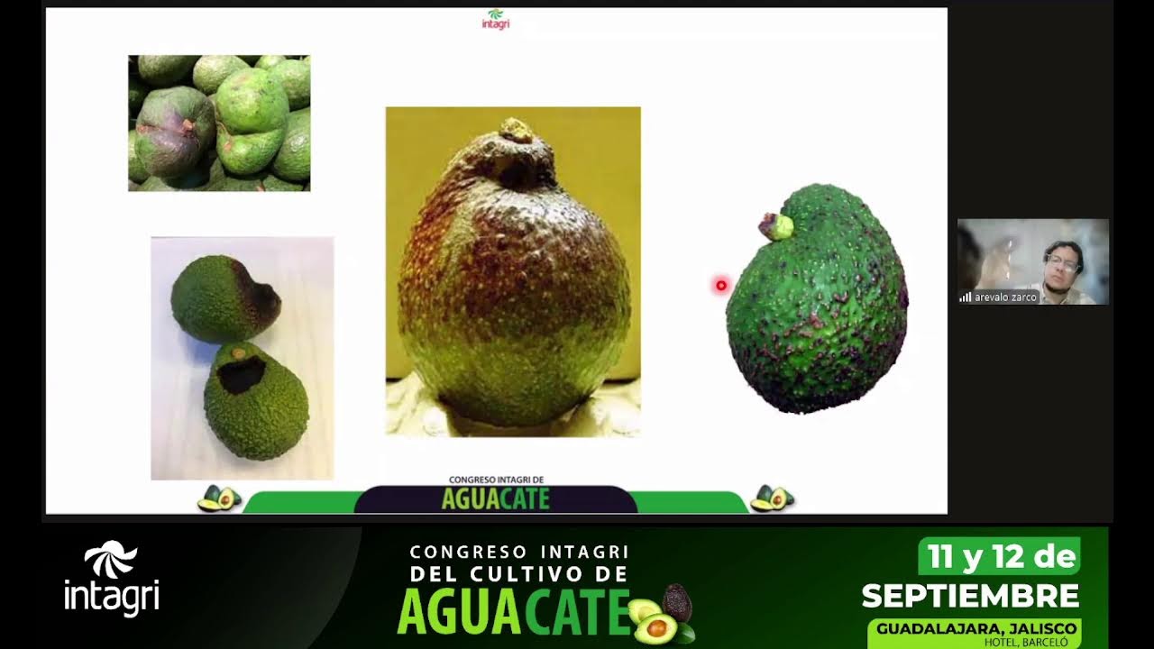 Consideraciones a tomar en cuenta para fertilizar aguacates