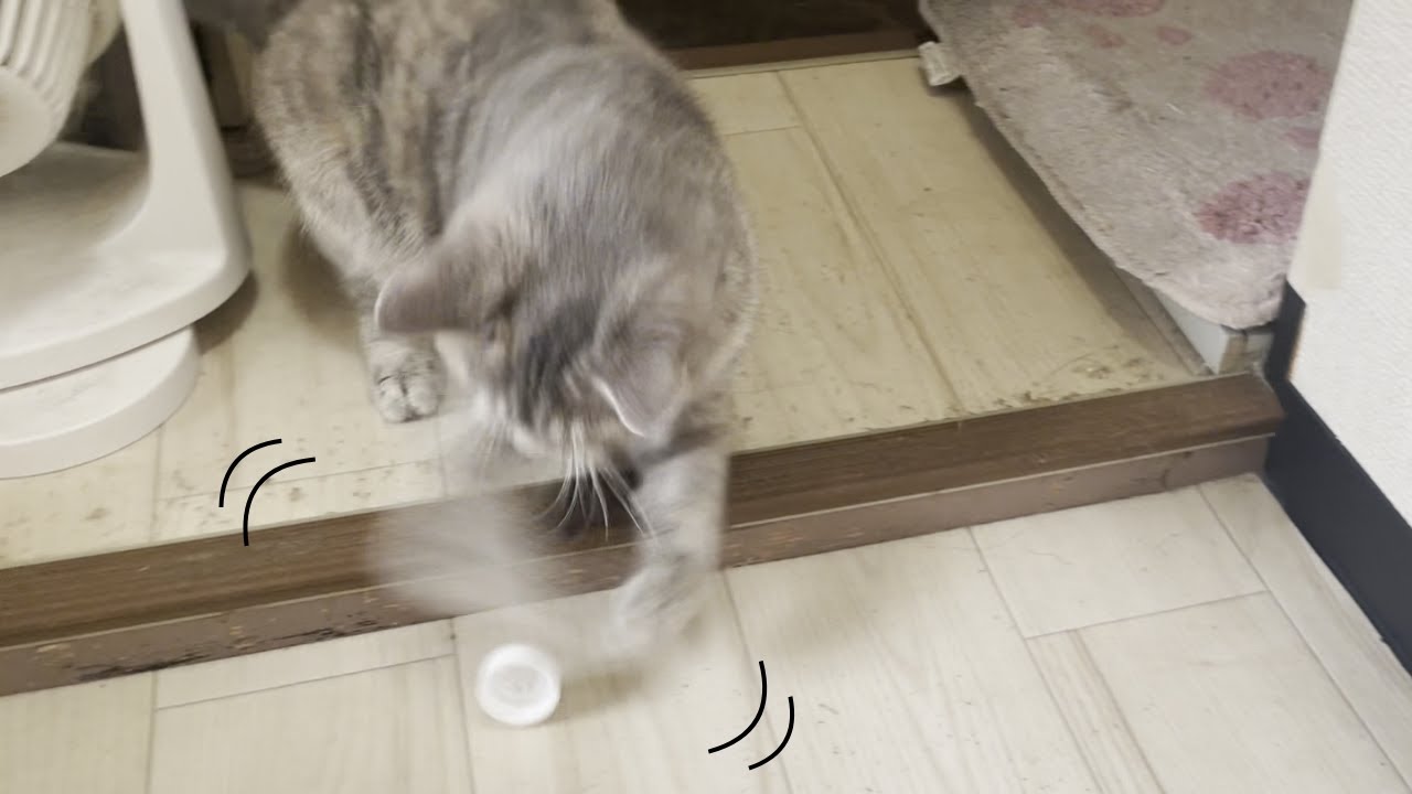 お風呂前にサッカーする猫はこちらです