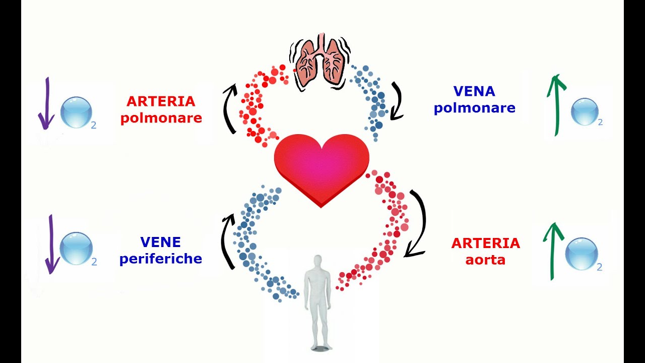 Cuore, Arterie, Vene: il circolo sanguigno