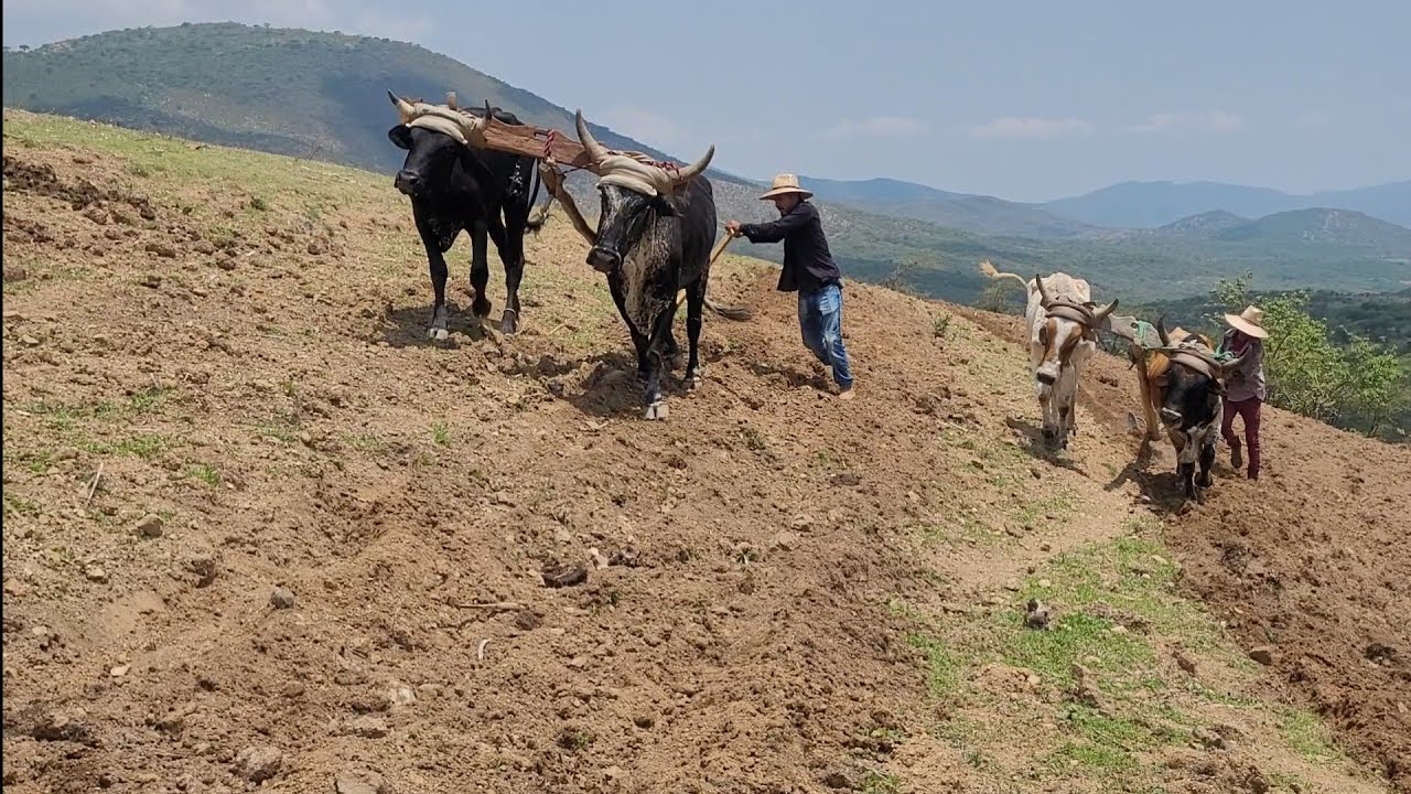 Hombres🚹de Hierro💪barbechando Las🌄Tierras con 2 yuntas de Bestias🚨Salvajes🛑🦬