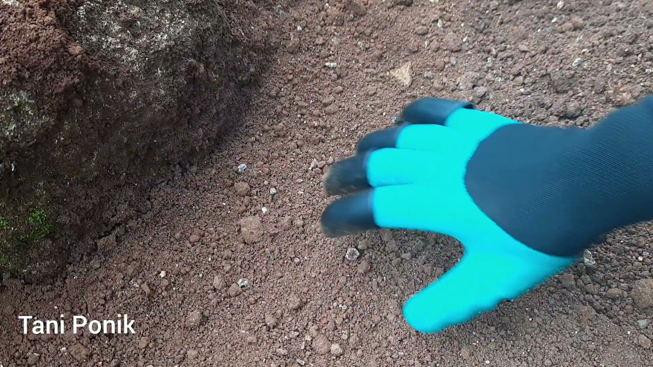 Sarung Tangan Cakar Buat Berkebun