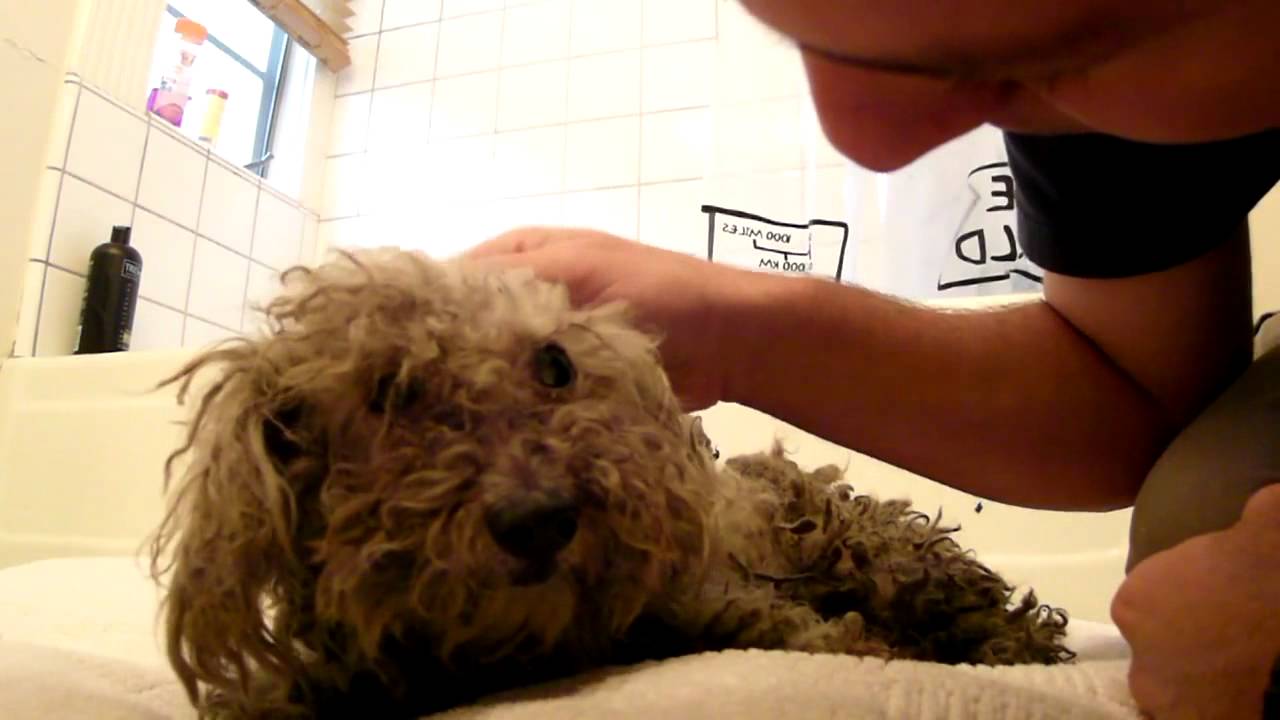 Dog Rescue - Fiona