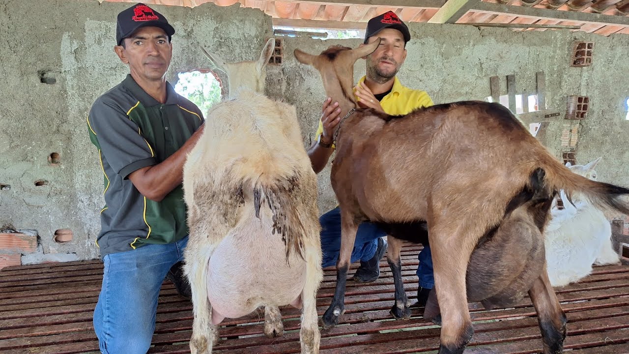 Primeira parte vizintado o maior criador de cabra de leite de Alagoas  Val das ovelhas