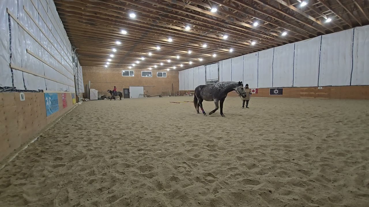 Kris & Cestus suspensory/fetlock tape Feb 4 2026