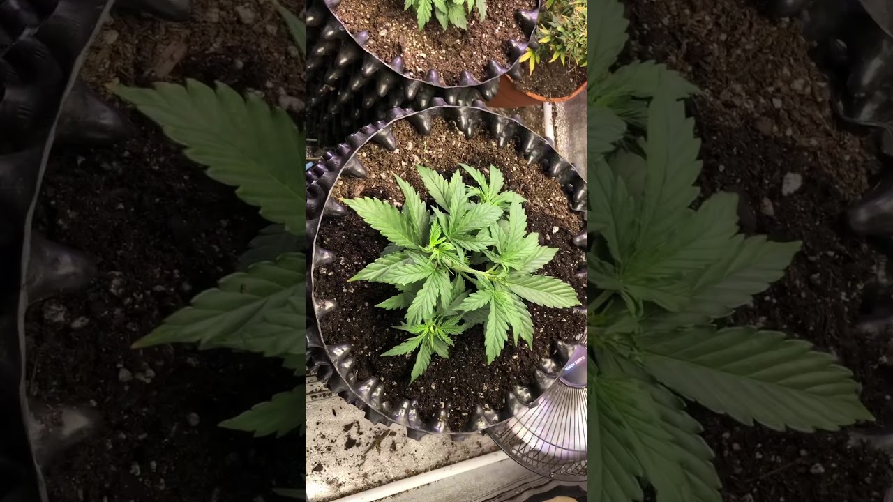 Growroom420 VOTM Jan 2021
