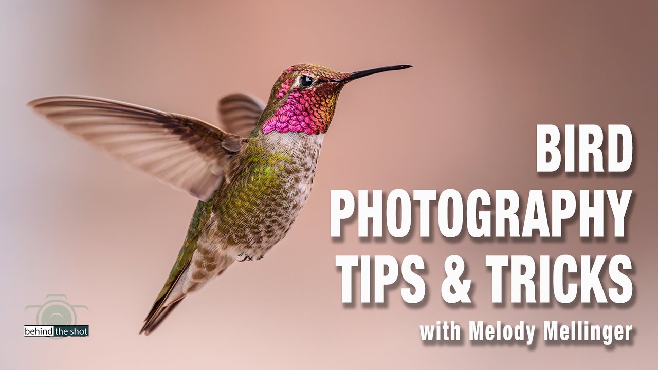 Bird Photography Tips & Tricks with Melody Mellinger
