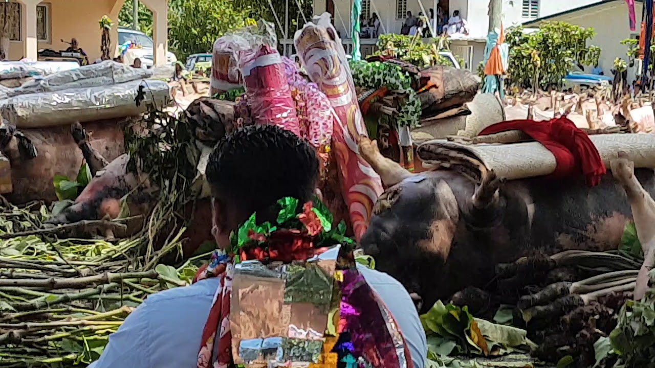 FAKAMISIMISI A TUISAAVAKA MALINO MASEI