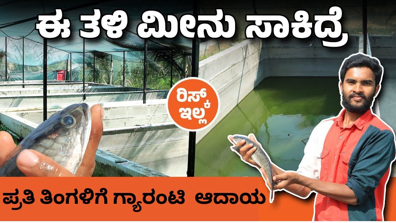 ಇಷ್ಟು ಲಾಭದಾಯಕ ಮೀನು ಸಾಕಾಣಿಕೆ ಇಂದಿಗೂ ನೋಡಿಲ್ಲ! | ಮರ್ರೆಲ್ ಮೀನು ಸಾಕುವುದು ಹೇಗೆ? | Murrel Fish Cultivation