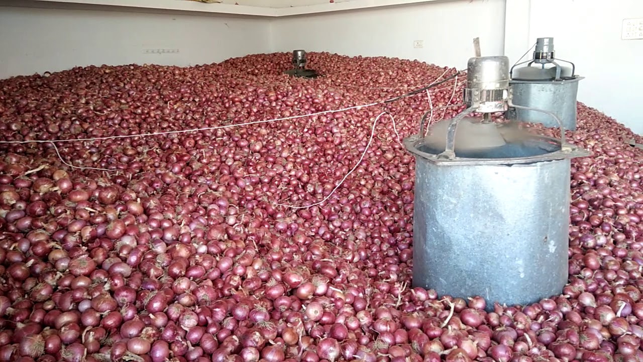 Onion storage best process in India (desi tarika)