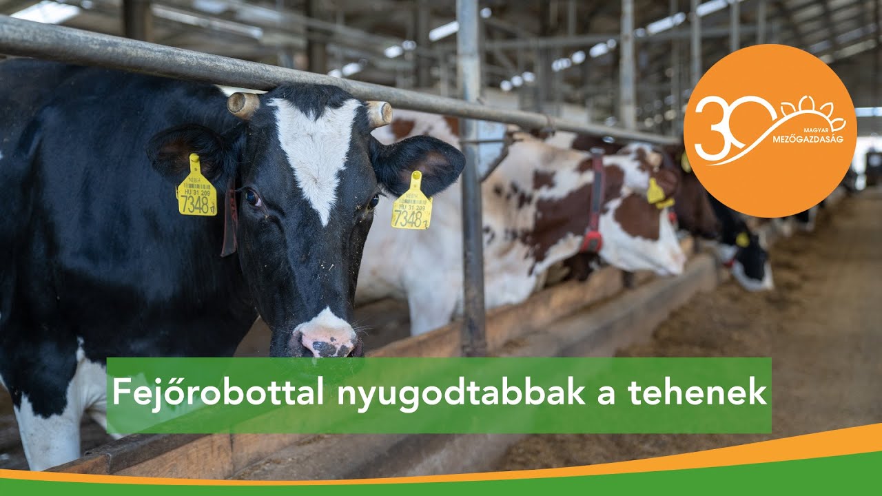 Cél a napi egy kamionnyi magas minőségű tej – fejőrobotok Emődön | MMG