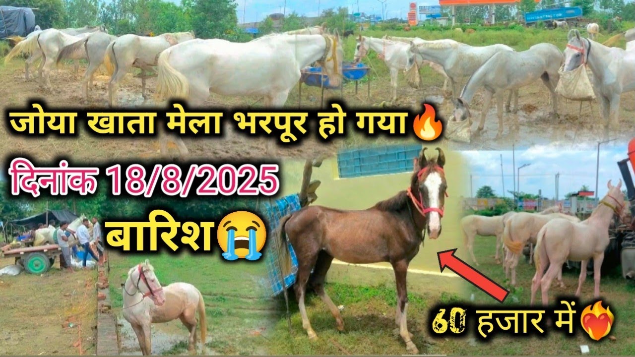 जोया खाता मेला भरपूर मात्रा में भर गया Hai😱 पशु बहुत हैं खरीददारी बहुत कम Hai !! मेला 2025 ‼️