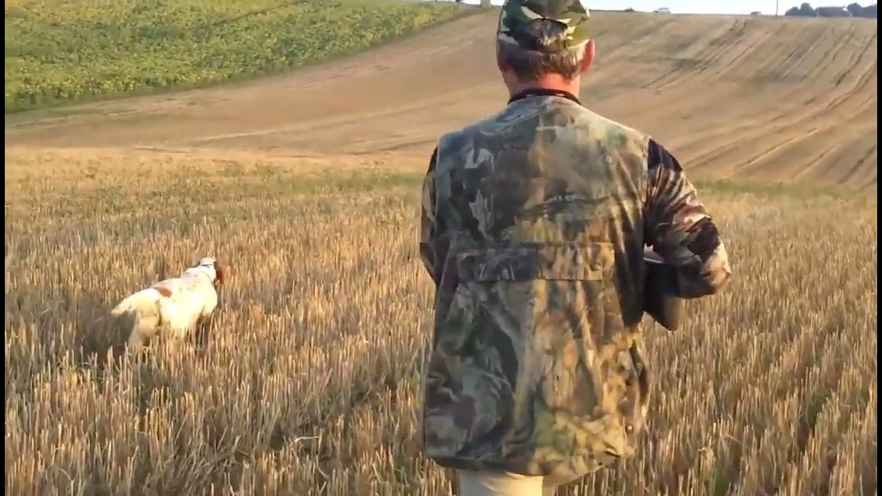 SETTER Ferma BILDIRCIN AVI 2023