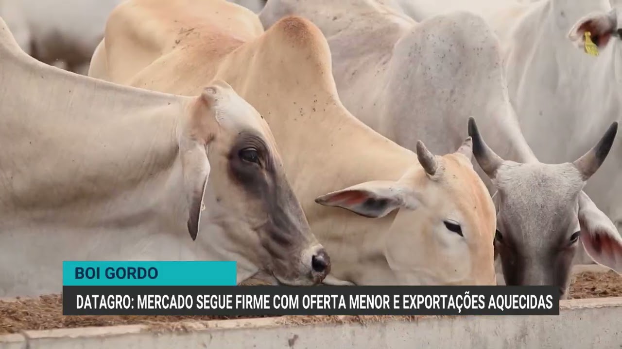 Oferta menor e exporta&ccedil;&atilde;o em alta sustentam mercado do boi gordo