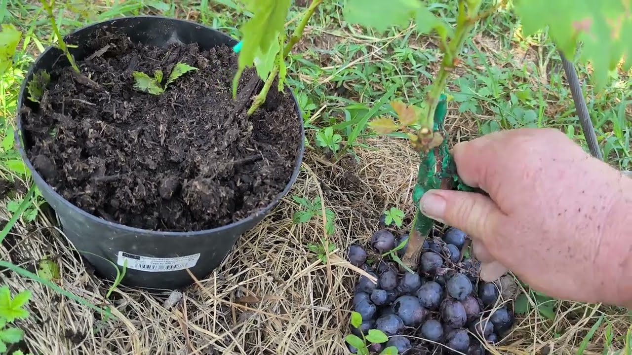 Konténeres ültetés Augusztusban+szaporítás folytatás 2 rész 🍇....