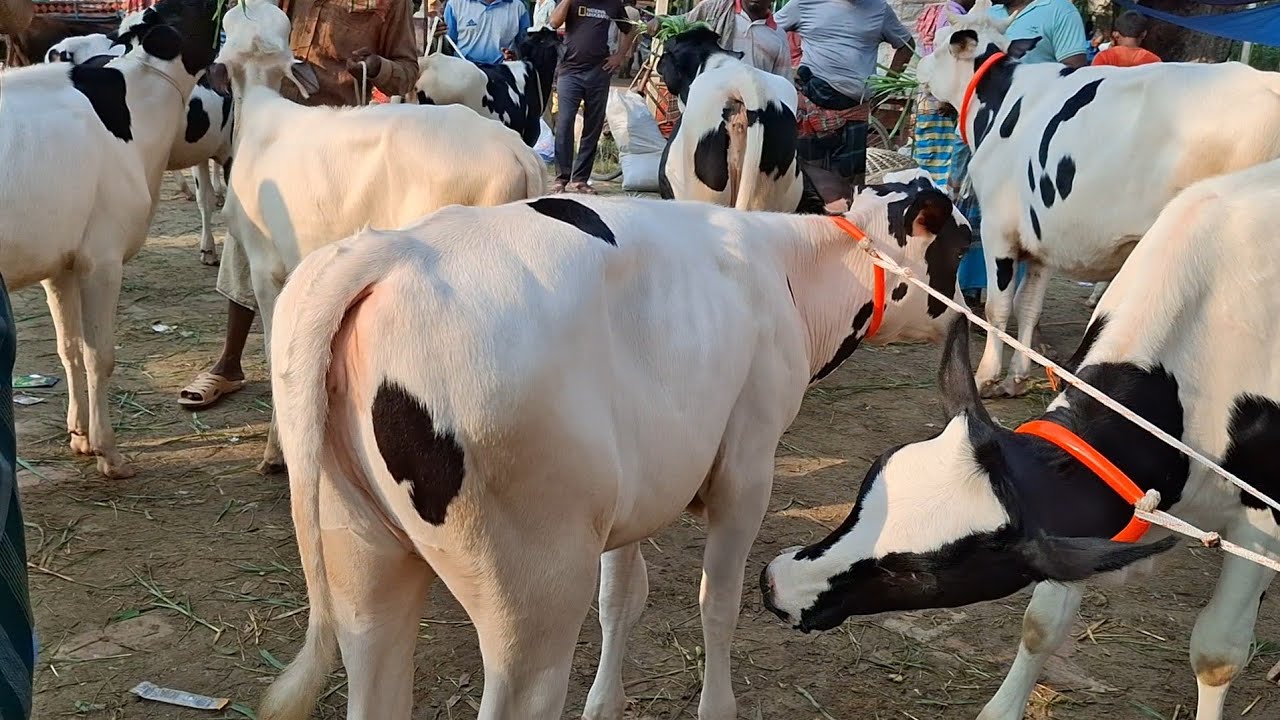 ডাকুমারা গরুর হাট থেকে সেরা মানের ফ্রিজিয়ান বকনা খামার শুরু করার মত || ৯/৩/২০২৬ || gorur hat cow 