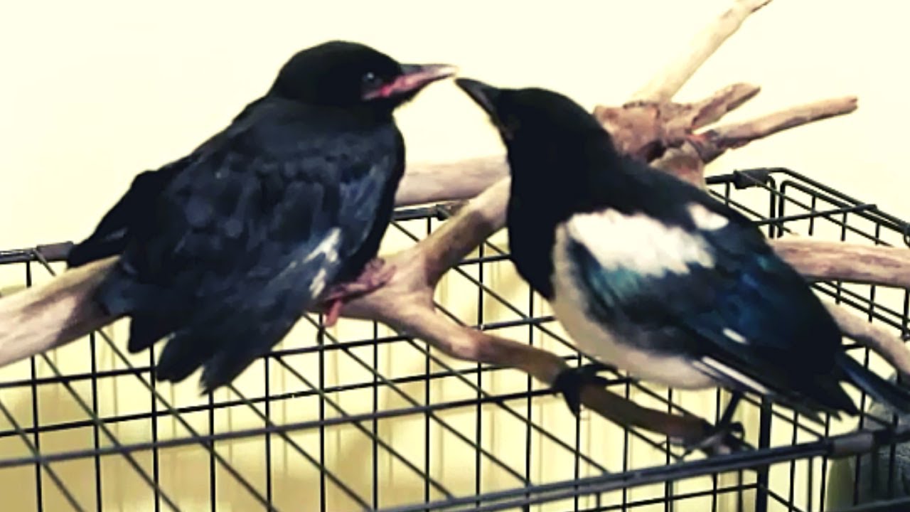 Magpie and crow play action