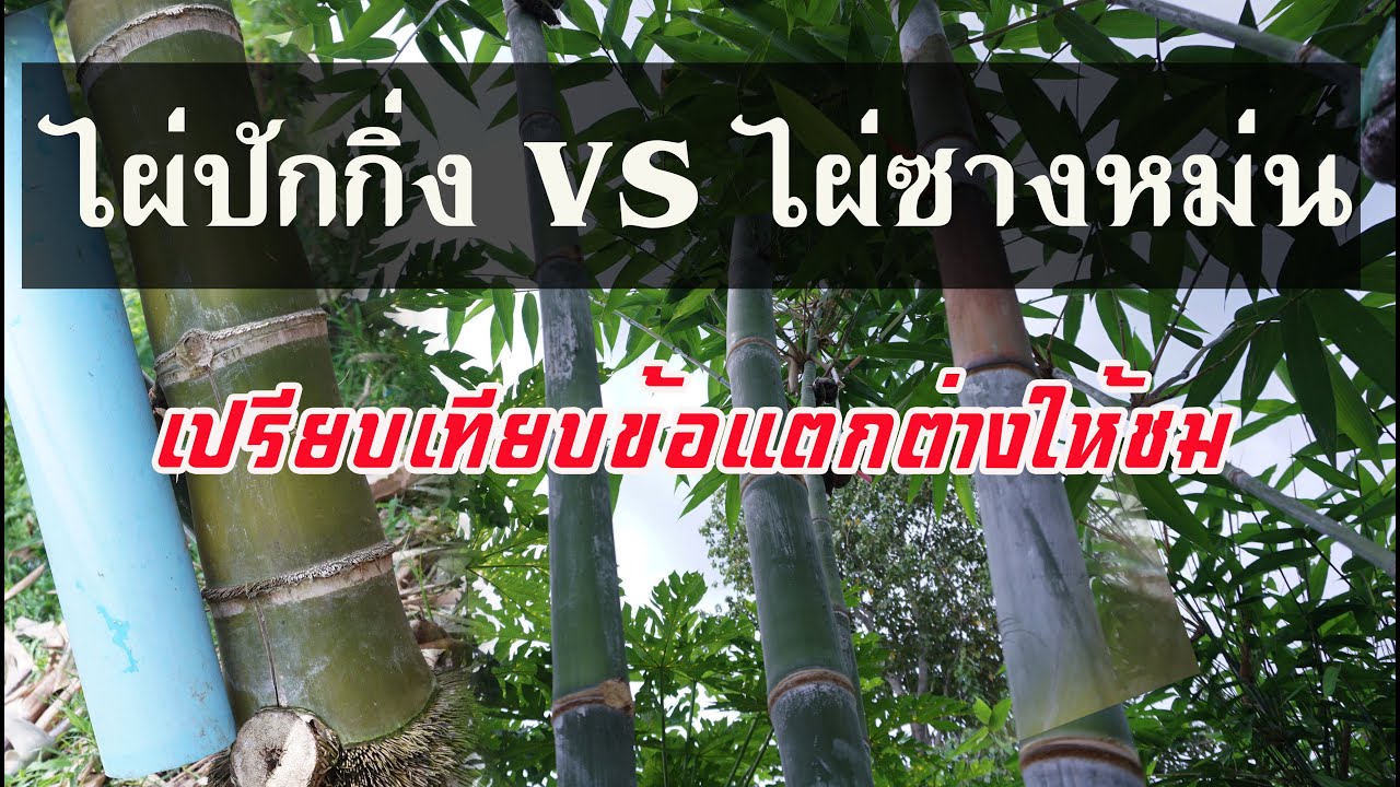 ไผ่ปักกิ่ง VS ไผ่ซางหม่น เปรียบเทียบข้อแตกต่างให้ชมครับ