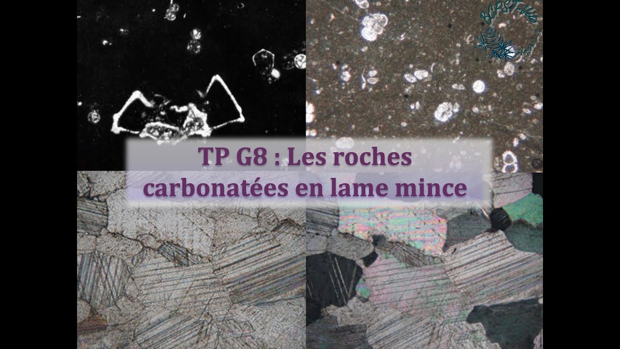 TP G8 : Les roches carbonatées en lame mince