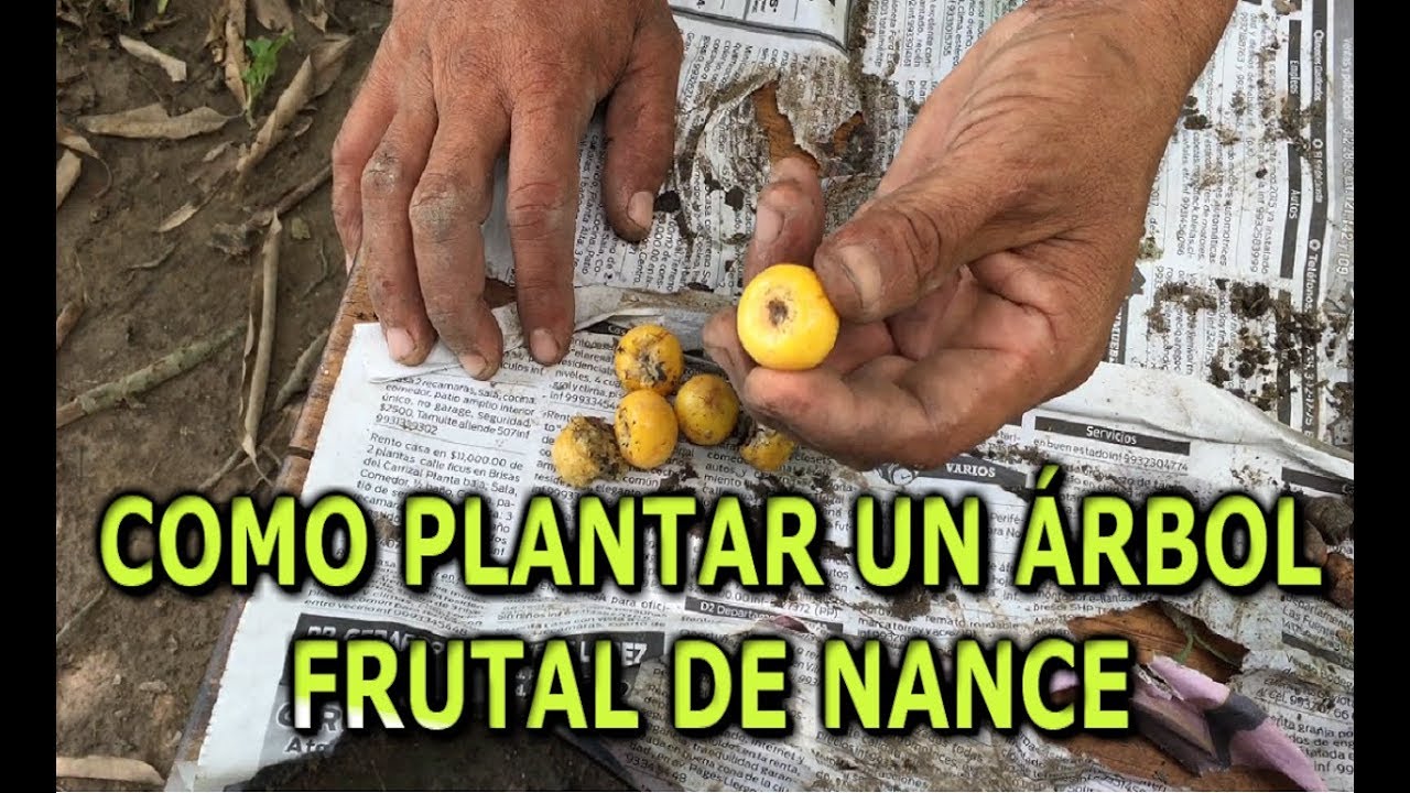 Como sembrar una mata frutal de Nance o Nanche (changunga) por semilla