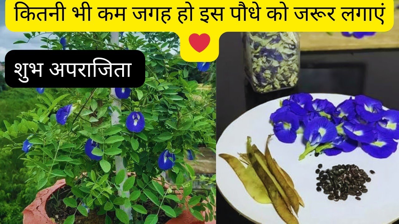 Aparajita plant care tips ♥️ how to get flowers in aparajita plant 🤩