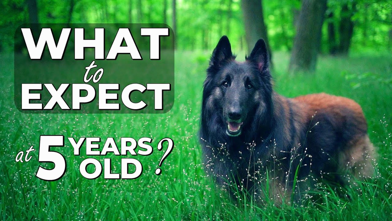 A Portrait of my Belgian Shepherd Dog on his 5th Birthday