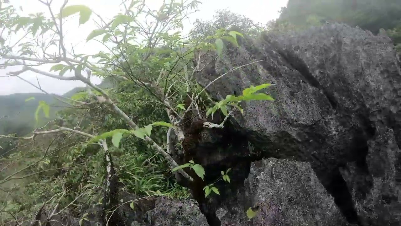 Một ngày đi kiếm cây mùi hồng bất ổn