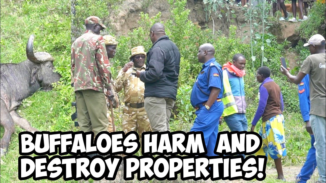 A MOTHER HOSPITALIZED: Public Outrage as Buffaloes HǺɌM and DESTɌOY Properties at Baruti in Nakuru