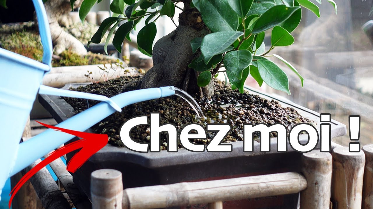 BONSAÏ D'INTÉRIEUR 🌳AFDB🌳