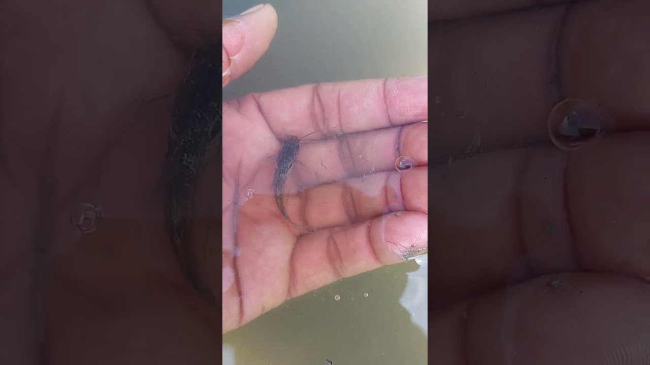 ankutta🐟🐟අංකුට්ටා#shortvideo