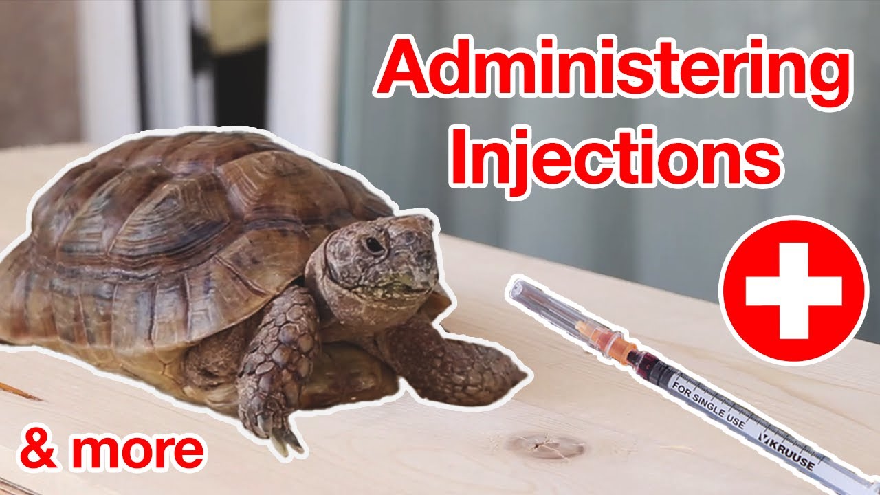 How to treat a sick tortoise