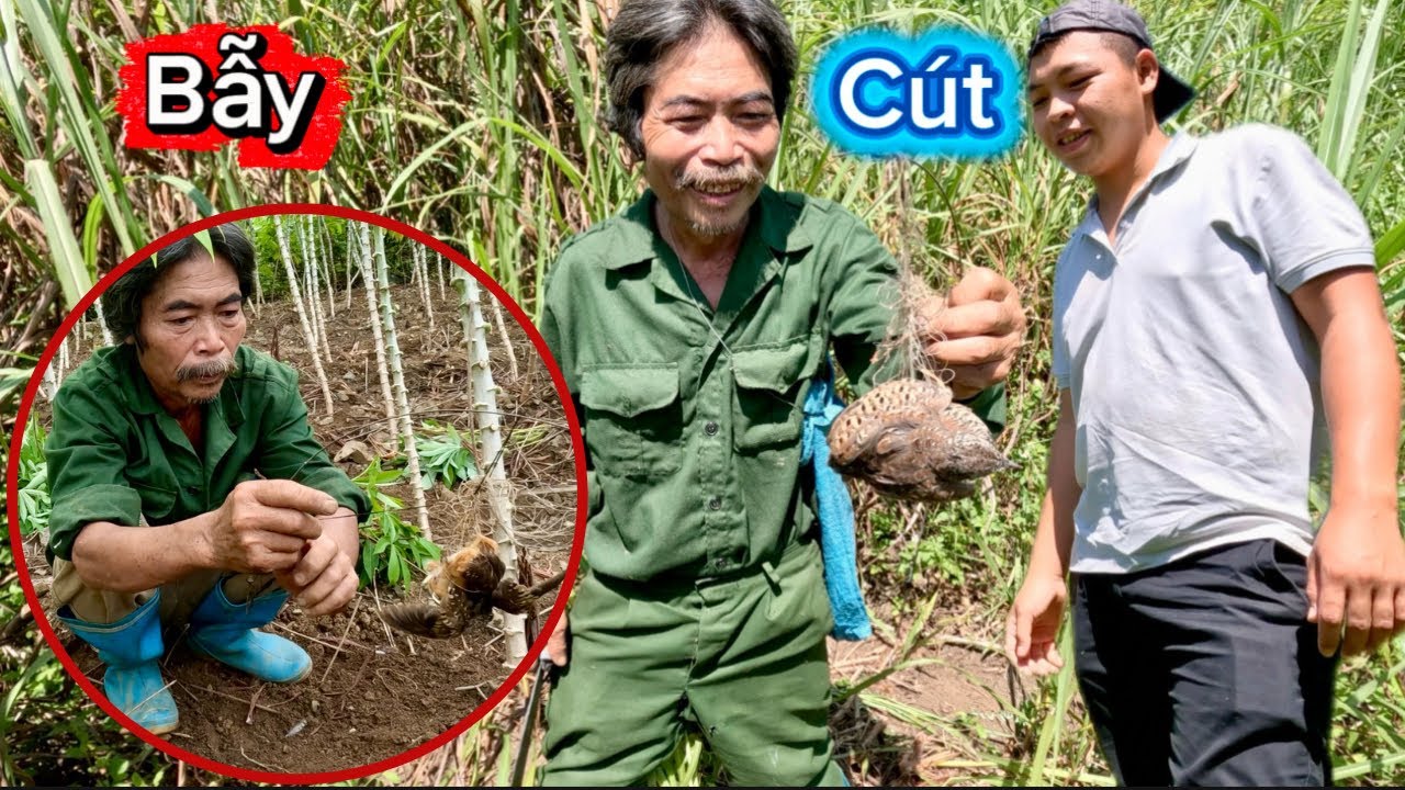Ngày Đầu Tiên Đi Bẫy Chim Cút Với Bác Thông Đúng Là Mở Mang Tầm Mắt | Bẫy Chim Cút Quá Dễ