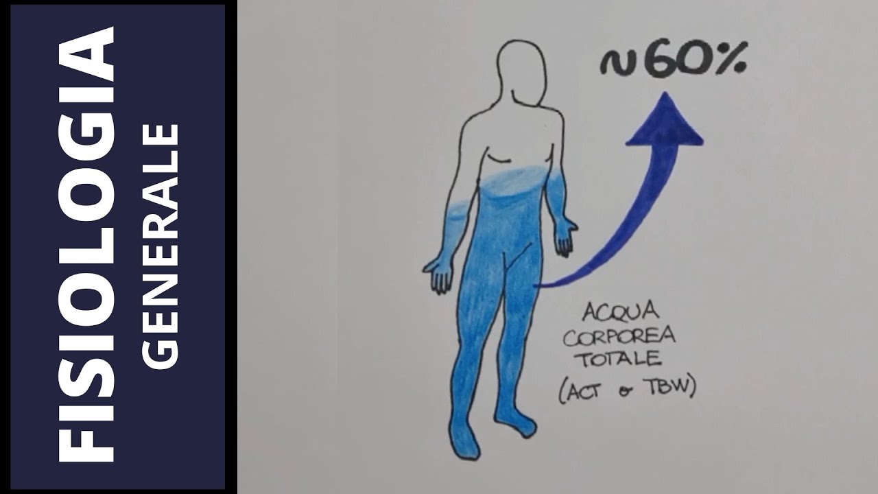 L'acqua nel corpo umano