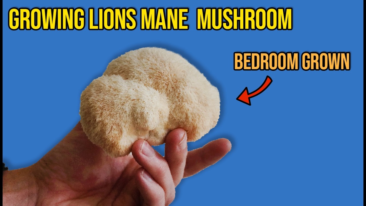 Growing Lions Mane Mushroom (START to FINISH)