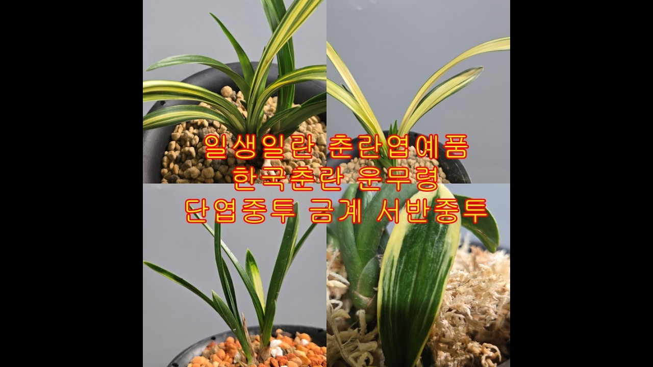 일생일란 운무령 단엽중투 춘란 엽예품 많습니다 10만원 단엽 이벤트 필수시청