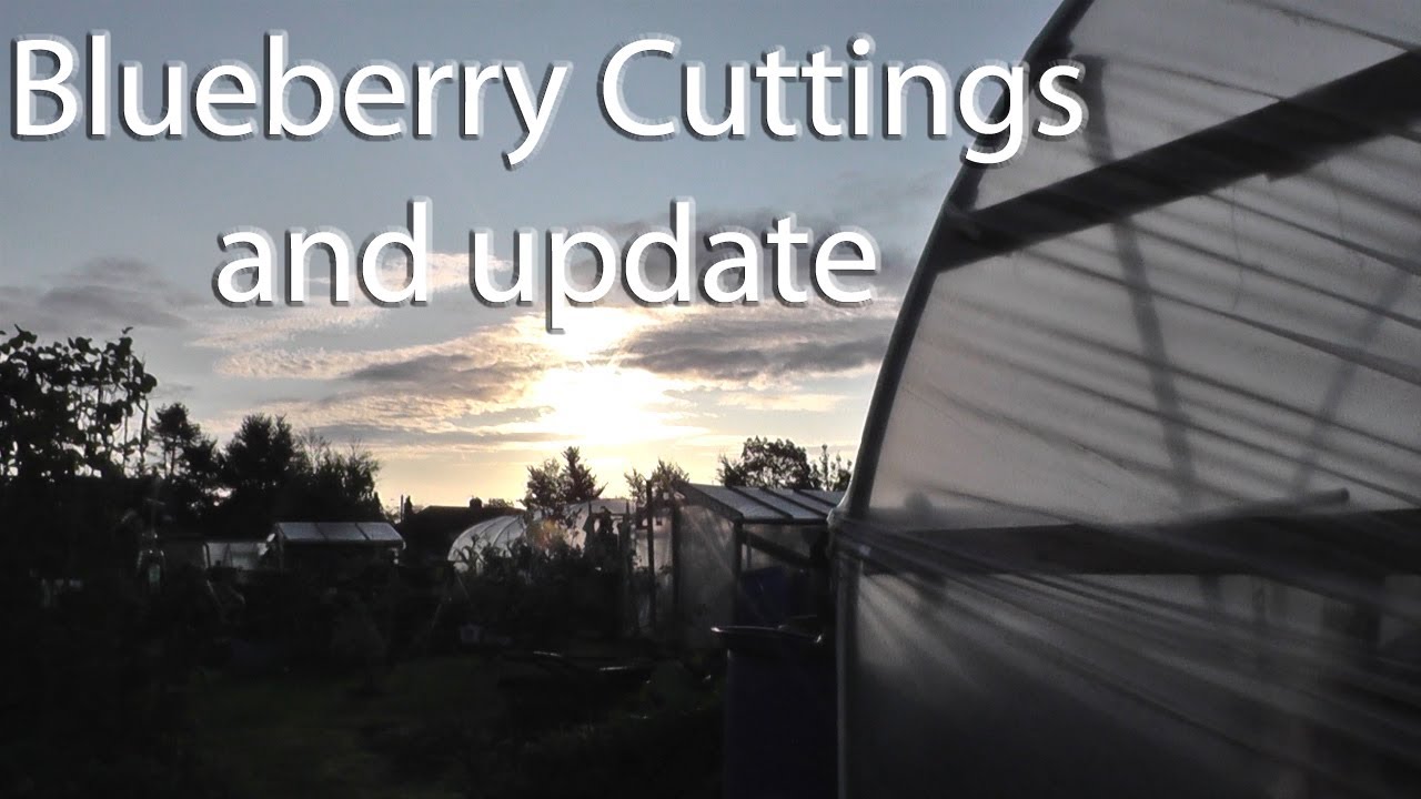 Plot Update | Blueberries and Cuttings in the UK
