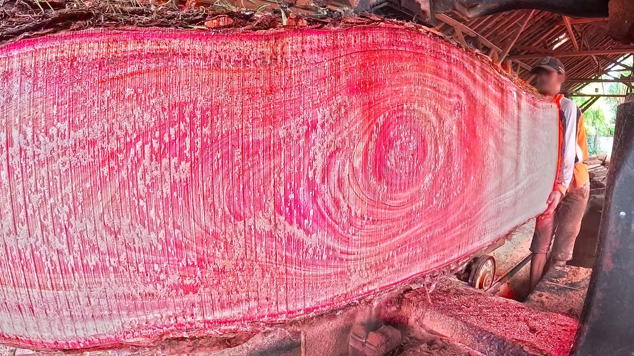 MERAH MRENGANGAH!! Wujud penampakan Kayu Besar dengan serat catik dan warna menyala