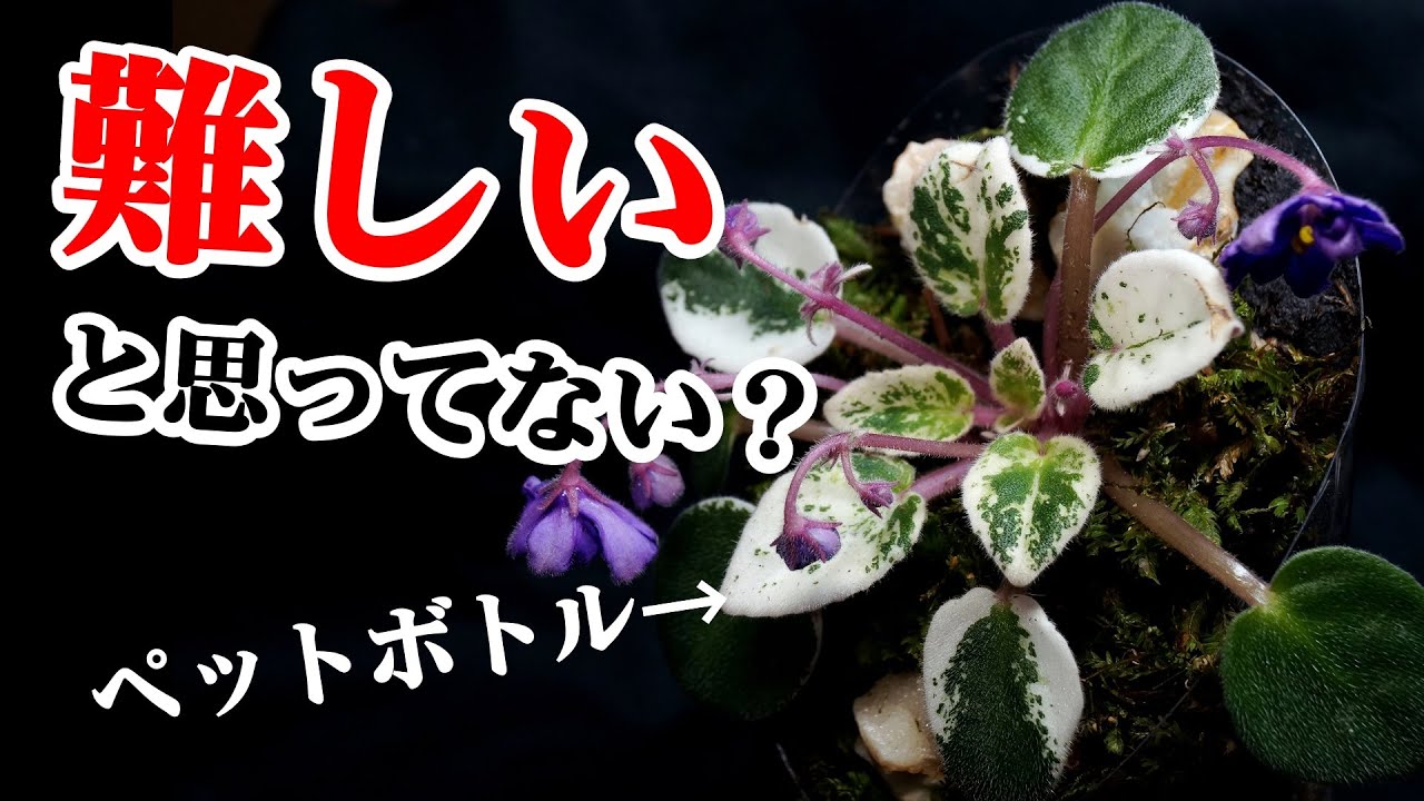ミニ観葉植物の魅力を”激安”で引き出す方法、知ってる？【テラリウム】【セントポーリア】