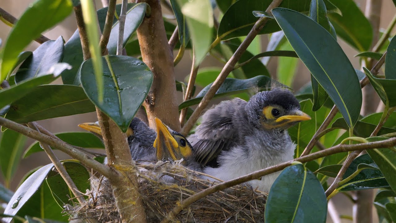 Noisy Miner, A Breeding Machine