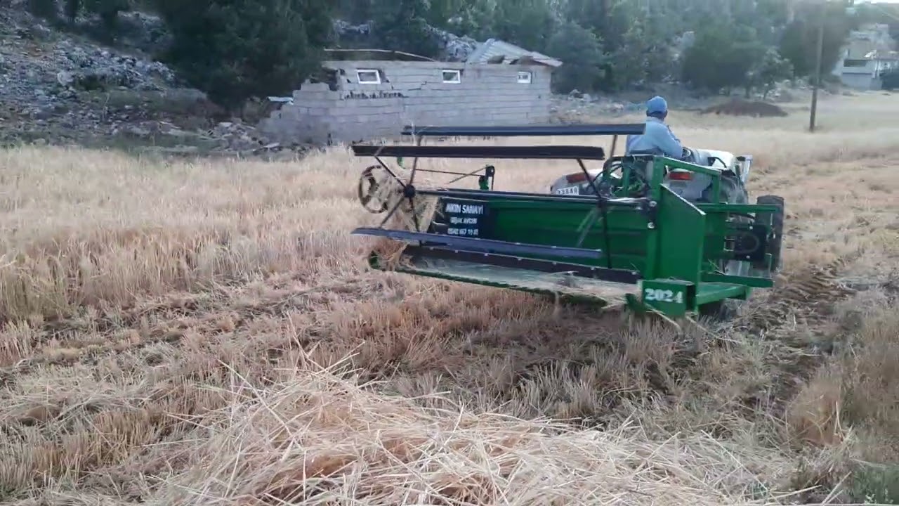 Geri geri ekin biçme makinası , Desteyi kendisi atıyor. Mersin - Gülnar, Derici , Anarya derici