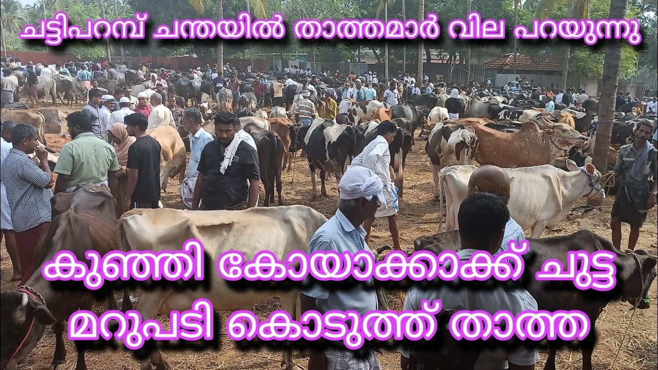 കുഞ്ഞി കോയകാക്ക് ചുട്ട മറുപടി കൊടുത്ത് താത്ത#cow #bullfarm