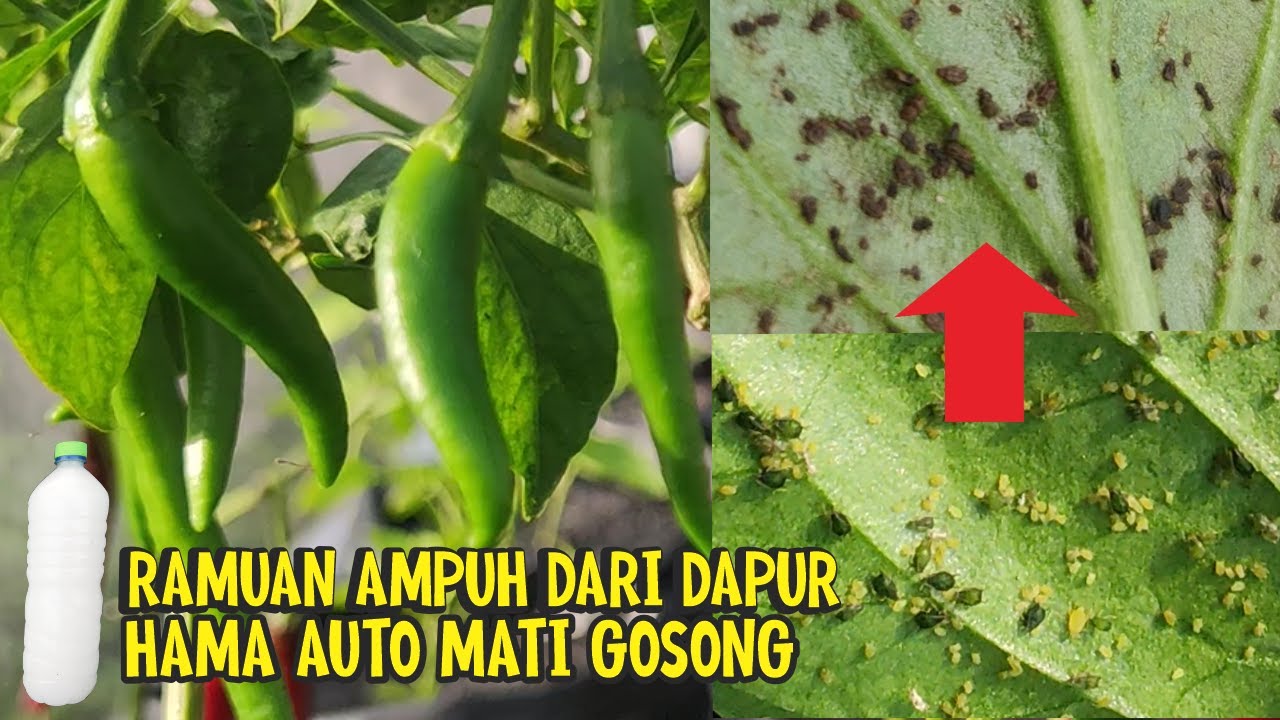 MEMBUAT PESTISIDA NABATI AMPUH, HAMA AUTO MATI GOSONG