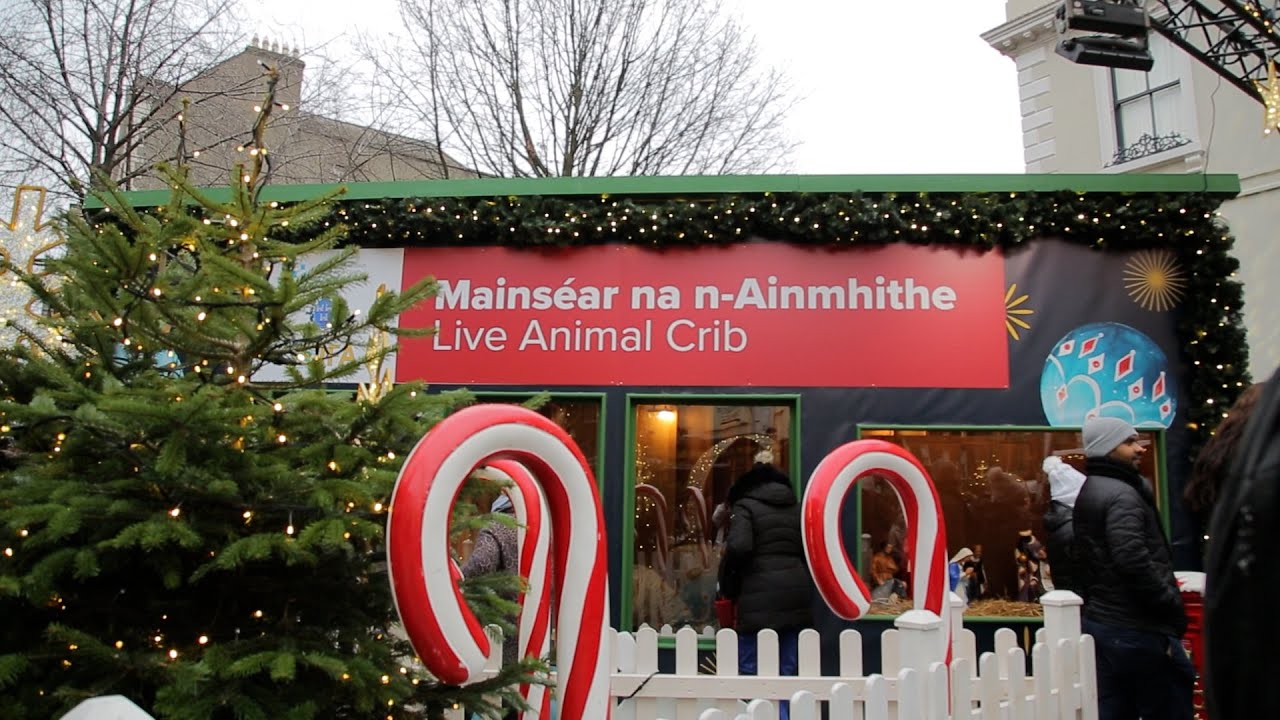 Live animal crib returns to Dublin’s Mansion House for Christmas