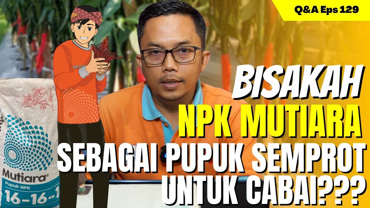 🌶️🌶️🌶️ NPK MUTIARA DIJADIIN PUPUK SEMPROT/FOLIAR UNTUK CABAI, MEMANG BISA ❓❗❓ | Q&A #129