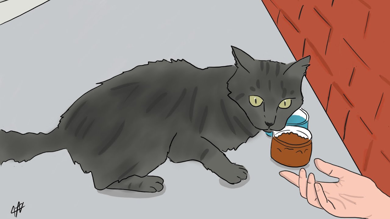 Il faut laisser les chats errants vivre leur vie, VRAI ou FAUX ?