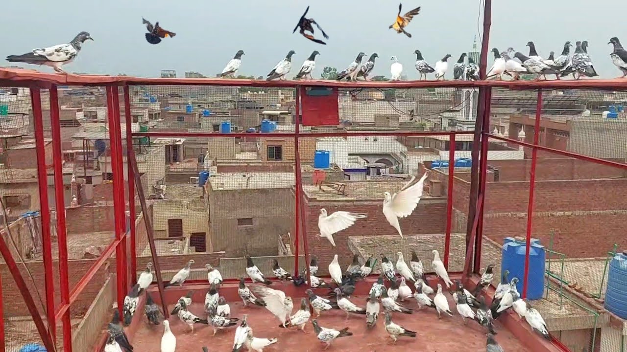 Babay Pigeons Ny Bohat Enjoay Karwaya | Hashim Mahmood Pigeons