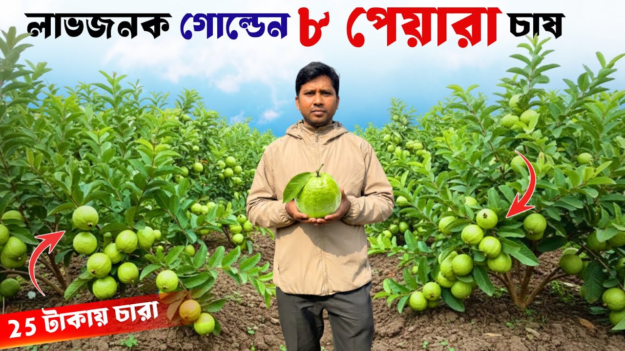 লাভজনক গোল্ডেন ৮ পেয়ারা চাষ | 25 টাকায় চারা | Profitable Golden 8 Guava Farming