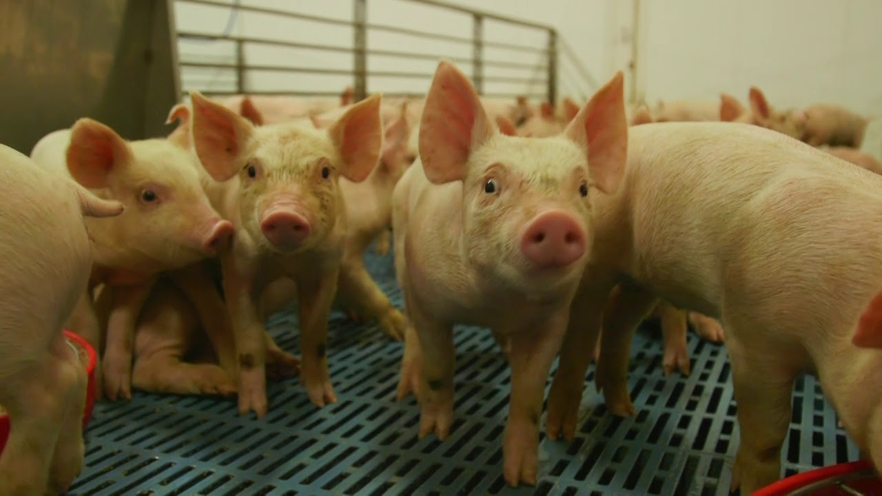 Climate Control Barns