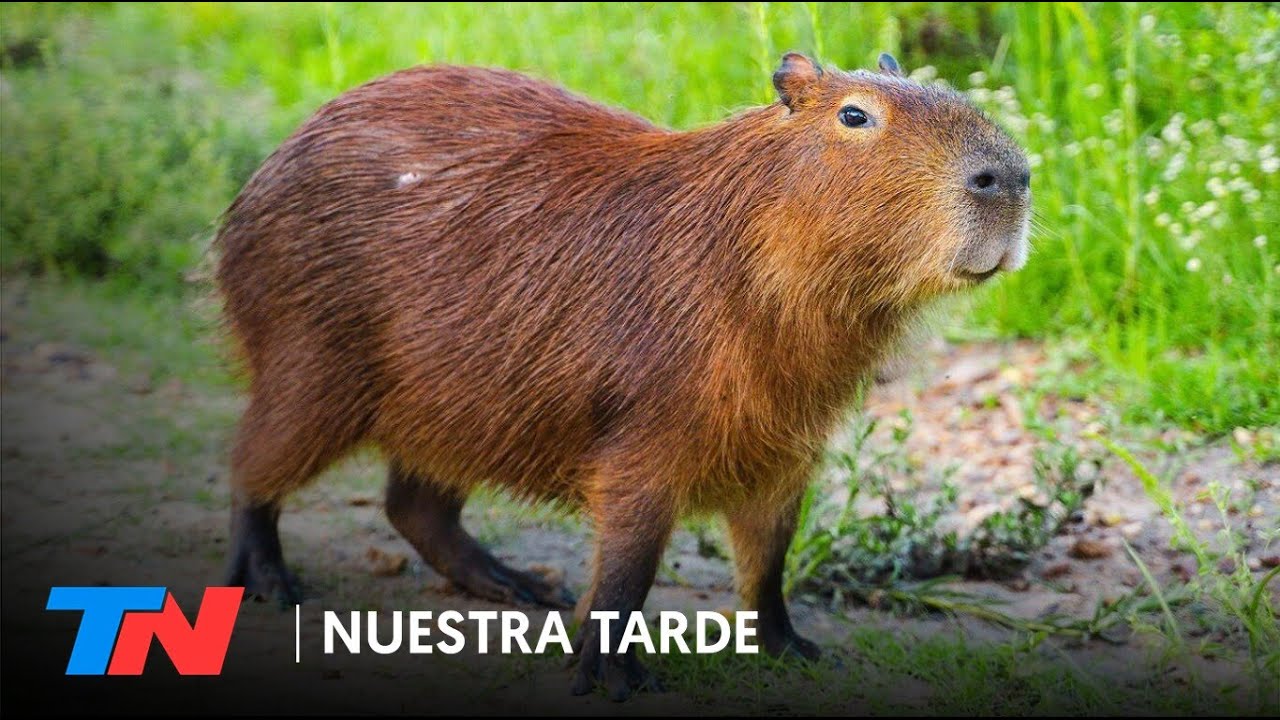 CARPINCHOS EN NORDELTA | El debate divide al country y esconde graves consecuencias medioambientales