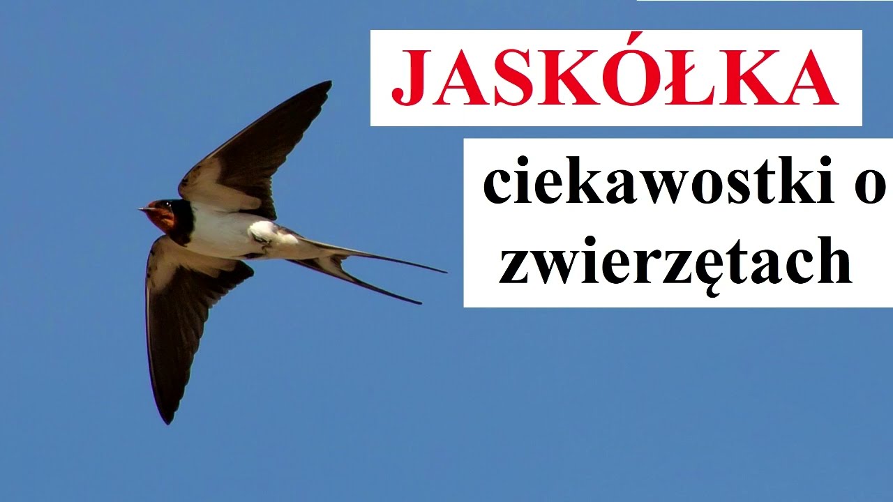 JASK&Oacute;ŁKI - ciekawostki o zwierzętach
